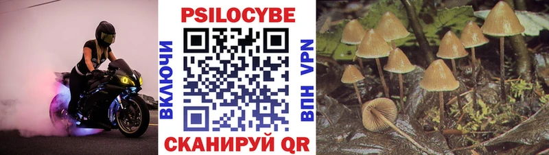 дарк нет как зайти  Холм  Псилоцибиновые грибы Cubensis 
